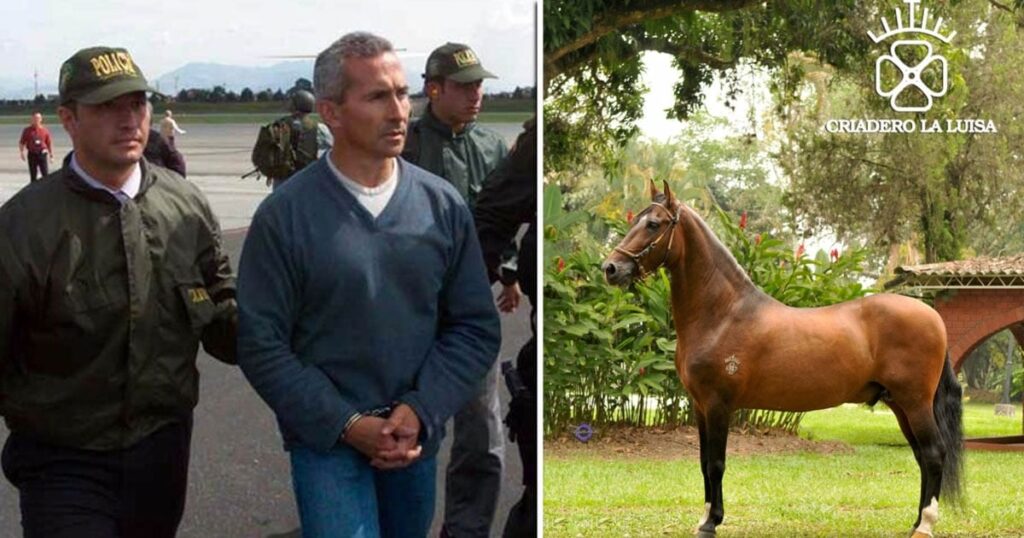 El caballo de  mil millones que era de un narco, fue incautado y no aparece